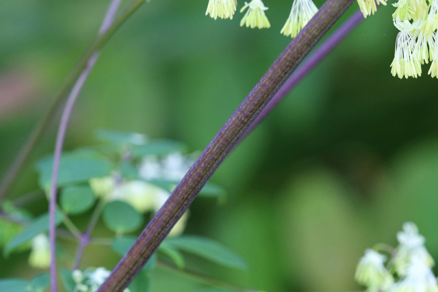 Thalictrum revolutum - stem