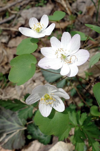 Thalictrum thalictroides