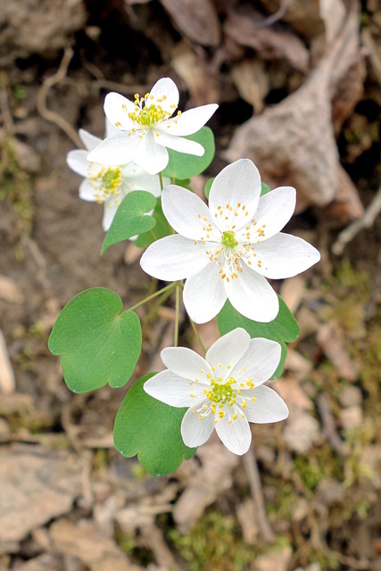 Thalictrum thalictroides