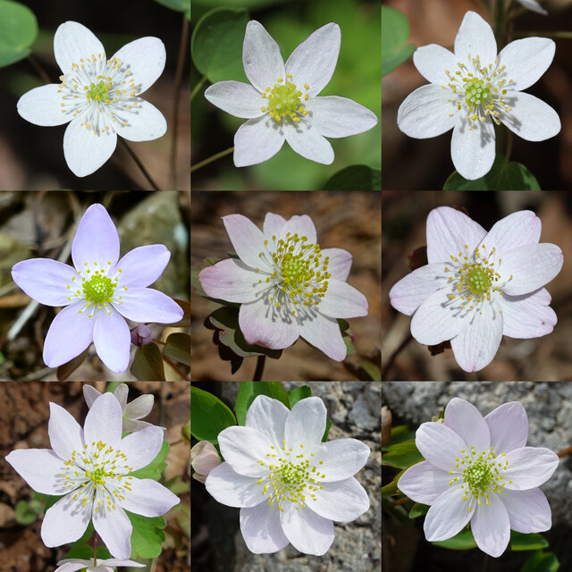 Thalictrum thalictroides - flower variation