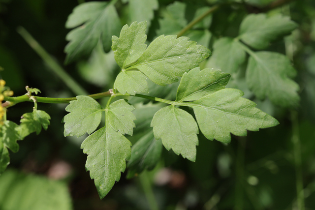 Thaspium barbinode - leaves