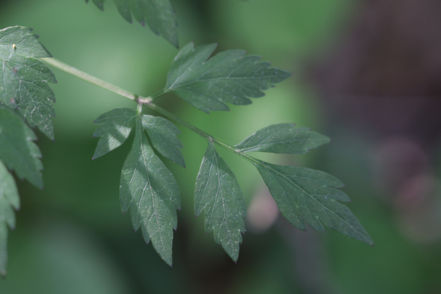 Thaspium barbinode - leaves