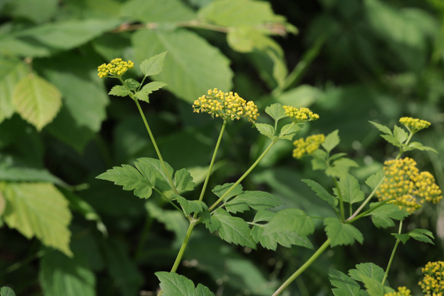 Thaspium barbinode - plant