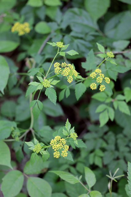 Thaspium barbinode - plant
