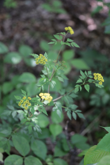 Thaspium barbinode - plant