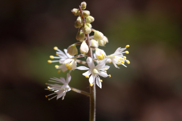 Tiarella cordifolia