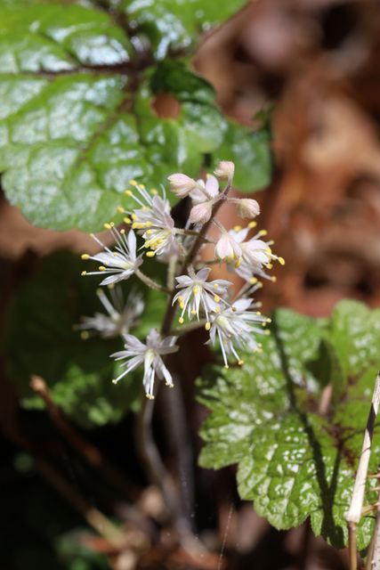 Tiarella cordifolia