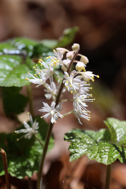 Tiarella cordifolia