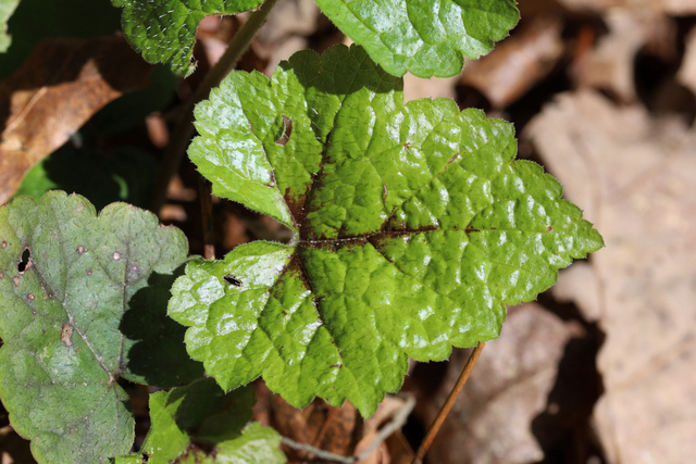 Tiarella cordifolia - leaves