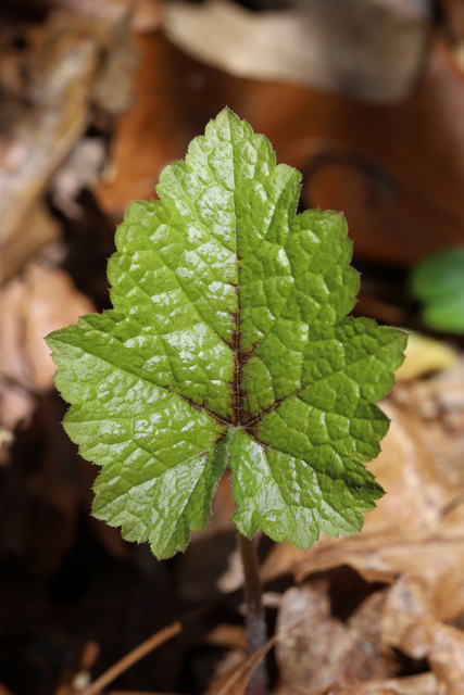 Tiarella cordifolia - leaves