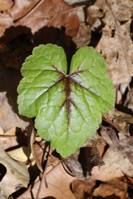 Tiarella cordifolia - leaves