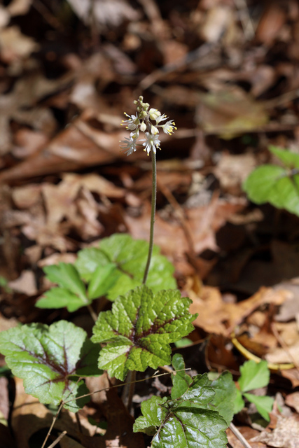 Tiarella cordifolia - plant