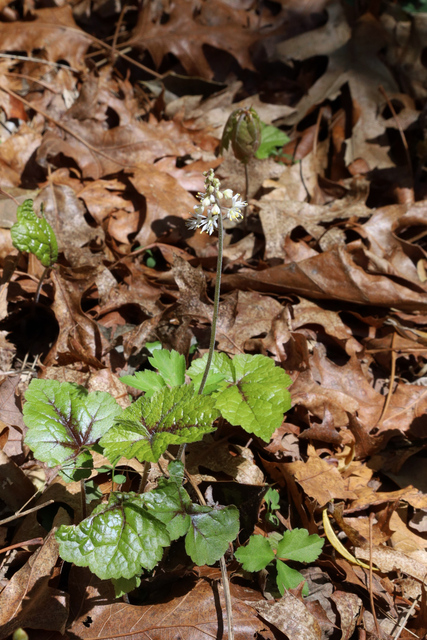 Tiarella cordifolia - plant