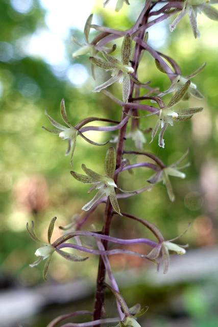 Tipularia discolor