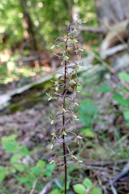 Tipularia discolor