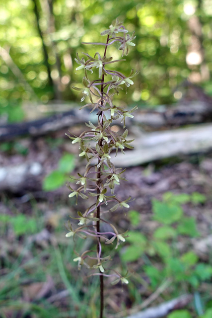 Tipularia discolor