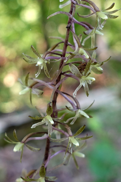 Tipularia discolor