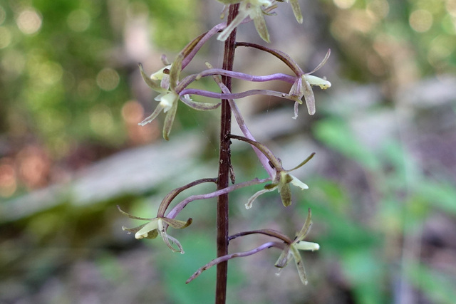 Tipularia discolor