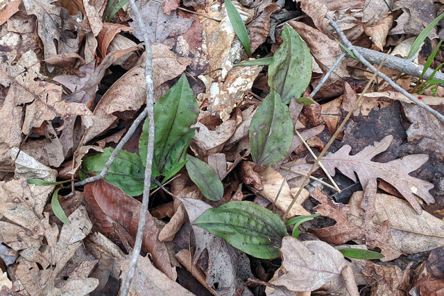 Tipularia discolor - leaves