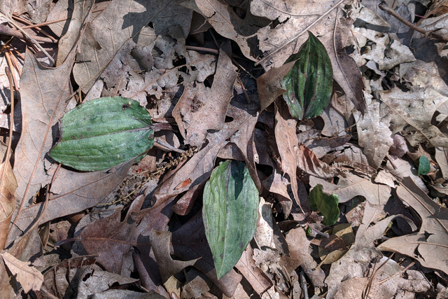 Tipularia discolor - leaves