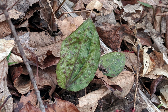 Tipularia discolor - leaves