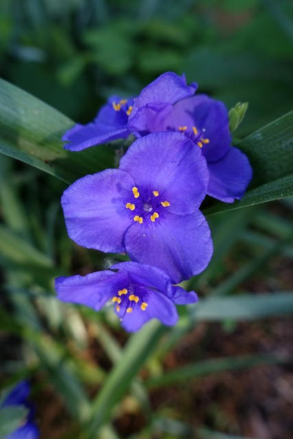 Tradescantia virginiana