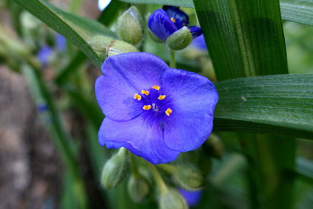 Tradescantia virginiana