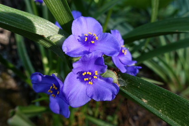 Tradescantia virginiana