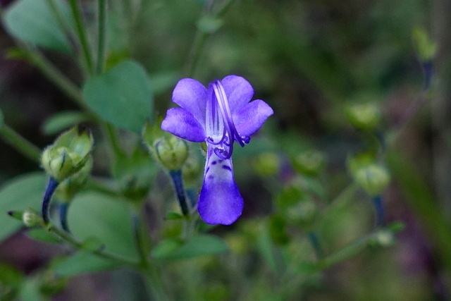 Trichostema dichotomum