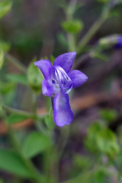 Trichostema dichotomum