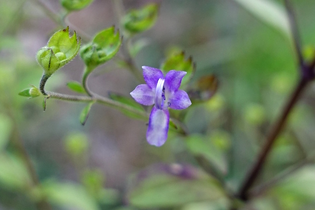 Trichostema dichotomum