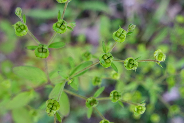 Trichostema dichotomum - fruit