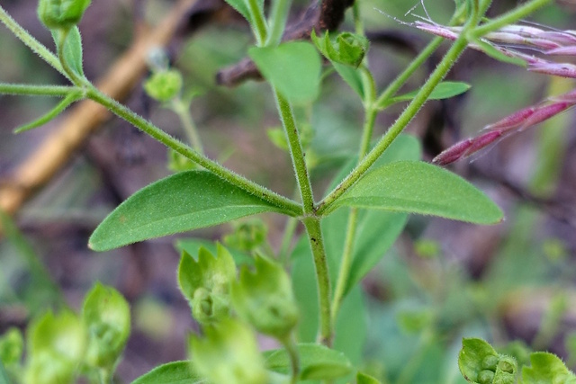 Trichostema dichotomum - leaves