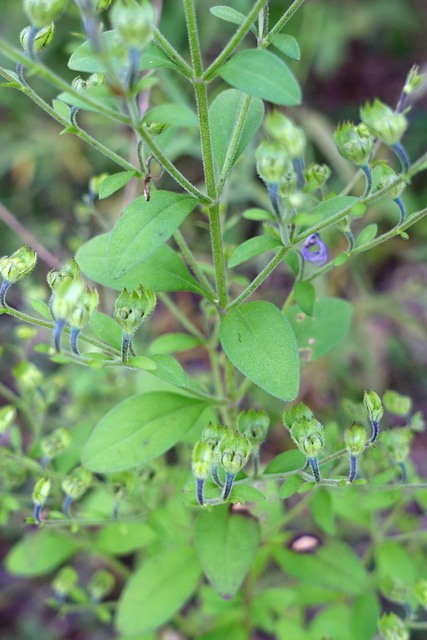 Trichostema dichotomum - leaves