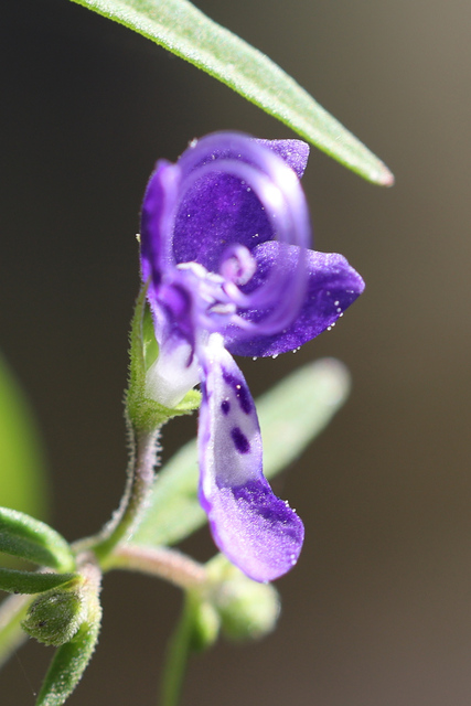Trichostema setaceum