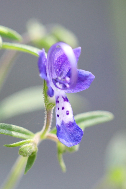 Trichostema setaceum