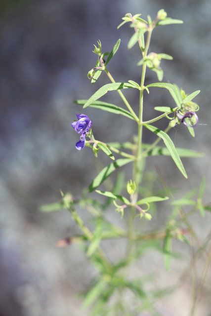 Trichostema setaceum