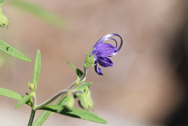 Trichostema setaceum