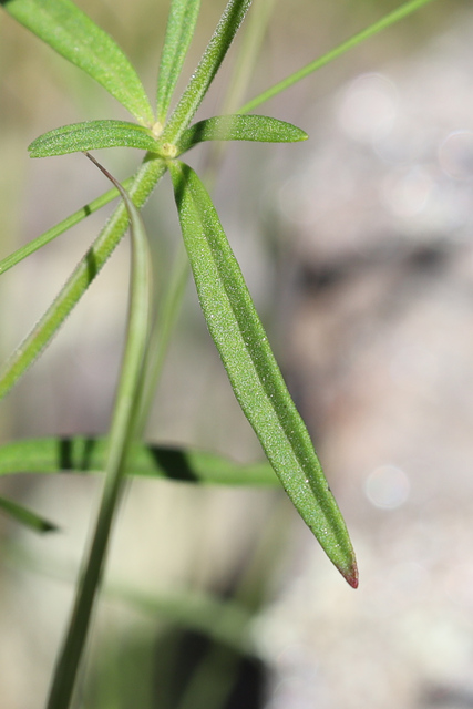 Trichostema setaceum - leaves