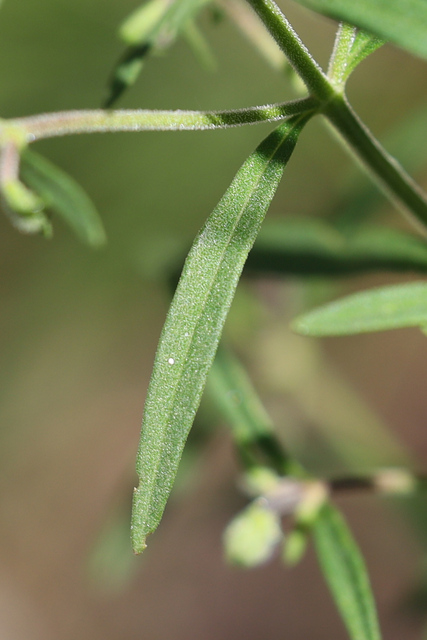 Trichostema setaceum - leaves