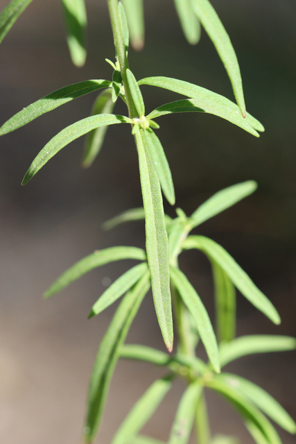 Trichostema setaceum - leaves