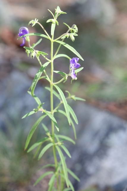 Trichostema setaceum - plant