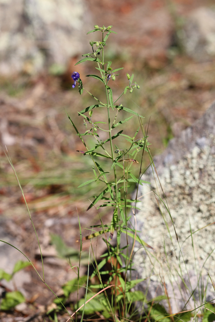 Trichostema setaceum - plant