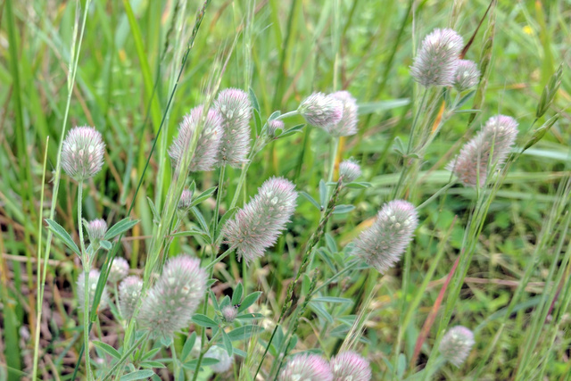 Trifolium arvense