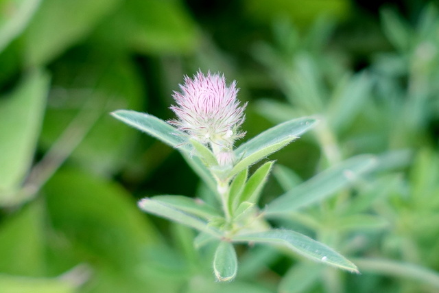 Trifolium arvense