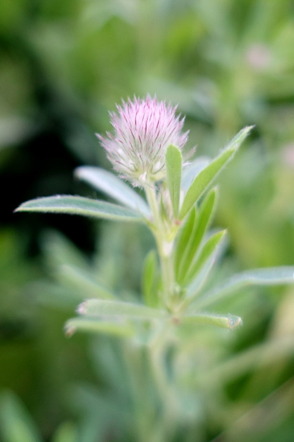 Trifolium arvense