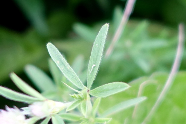 Trifolium arvense - leaves