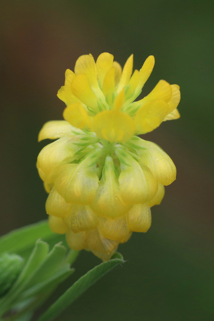 Trifolium aureum