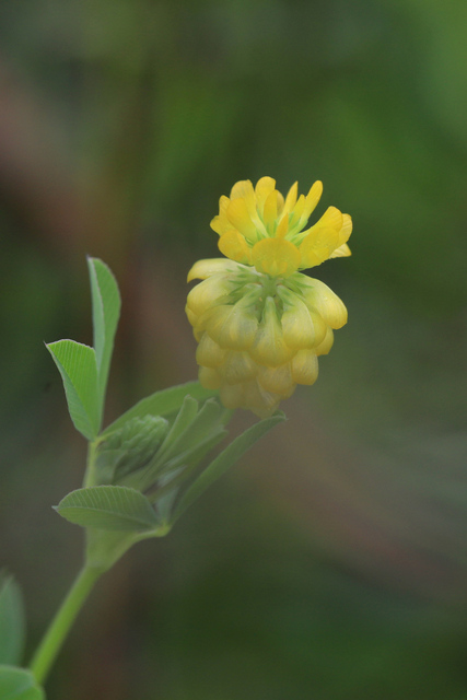 Trifolium aureum