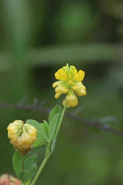 Trifolium aureum